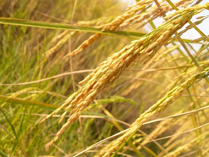 Researchers identify phenotype to boost ‘nitrogen use efficiency’ in rice
