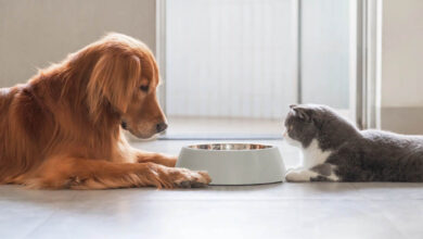 Discover How an Animal Nutritionist Can Elevate Your Pet Parenting Journey